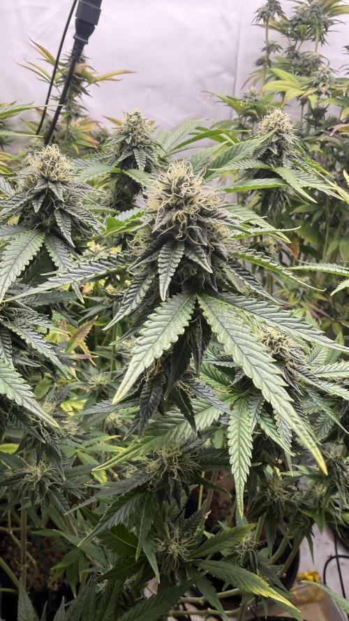 Fastbuds. Week 14 - Fastbuds 