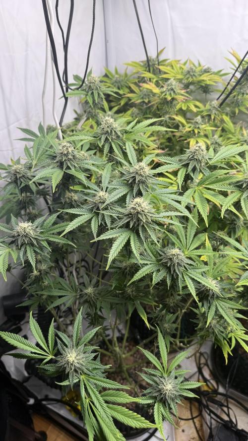 Fastbuds. Week 14 - Fastbuds 