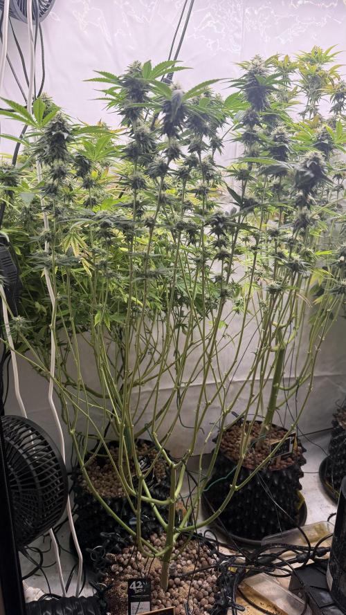 Fastbuds. Week 14 - Fastbuds 