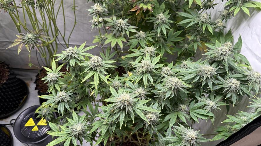 Fastbuds. Week 15 - Fastbuds 