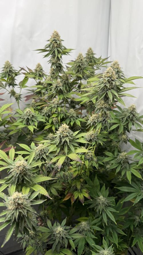 Fastbuds. Week 15 - Fastbuds 