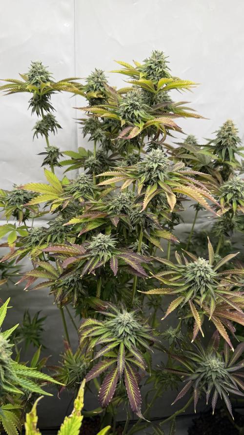Fastbuds. Week 15 - Fastbuds 