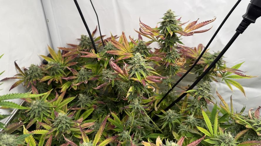 Fastbuds. Week 15 - Fastbuds 