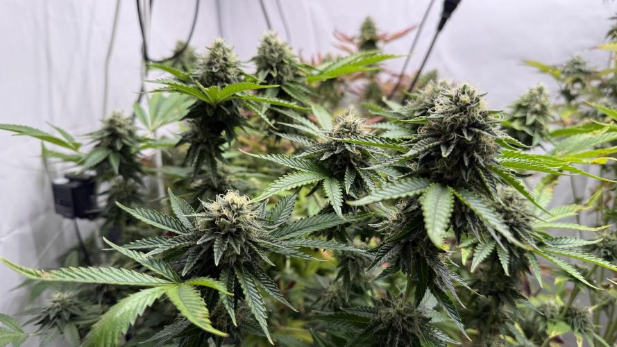 Fastbuds. Week 15 - Fastbuds 