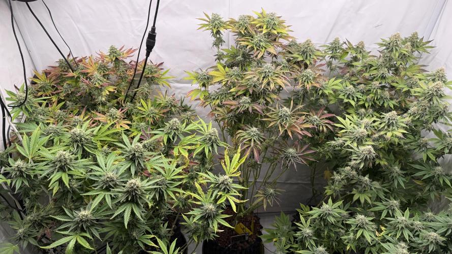 Fastbuds. Week 15 - Fastbuds 