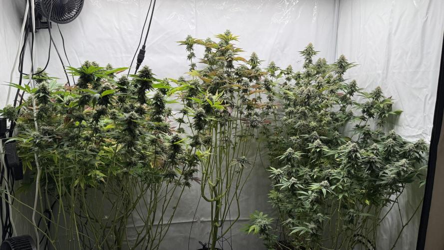 Fastbuds. Week 15 - Fastbuds 
