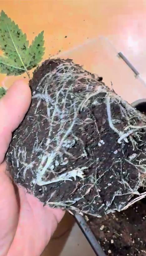 Chocolate Rainbow 1st Mainlining Run. Week 2 - Transplanted from 1L starter pots into 14L 