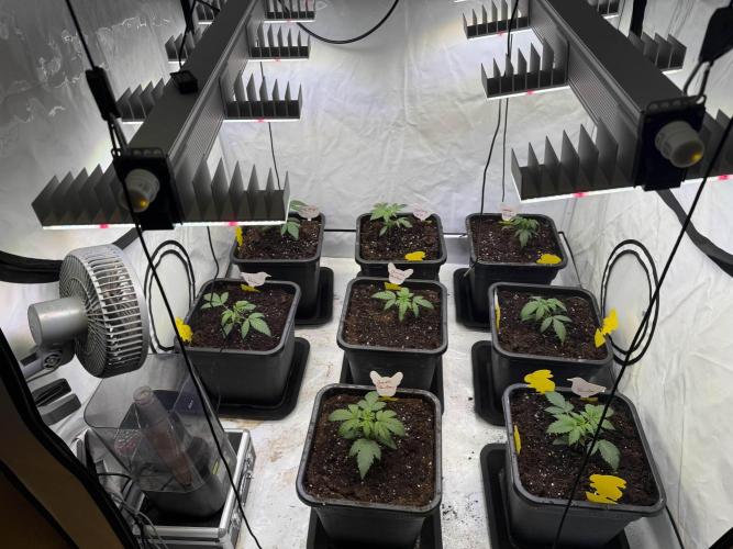 Chocolate Rainbow 1st Mainlining Run. Week 2 - Right after transplanting