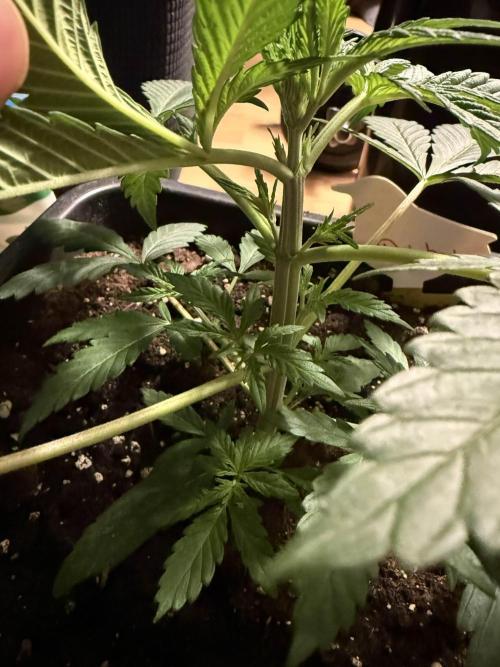 Chocolate Rainbow 1st Mainlining Run. Week 3