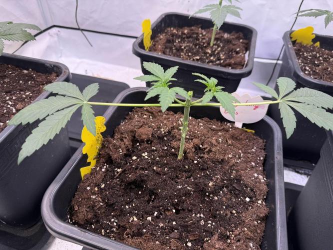 Chocolate Rainbow 1st Mainlining Run. Week 3 - Mainling start