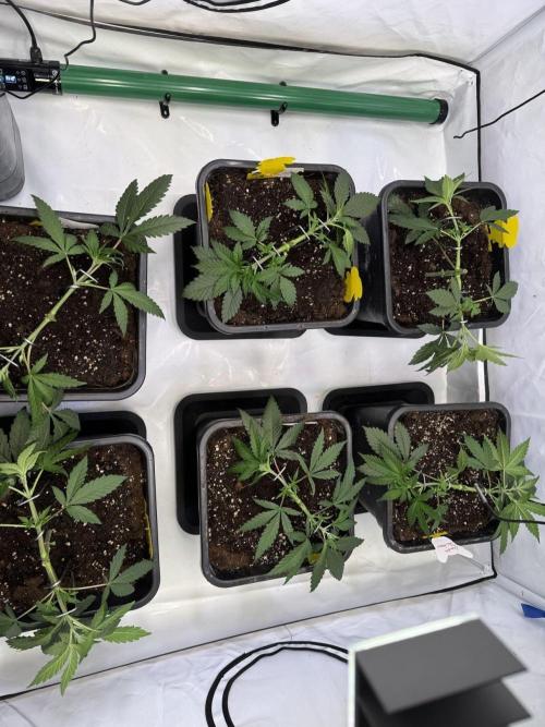 Chocolate Rainbow 1st Mainlining Run. Week 4