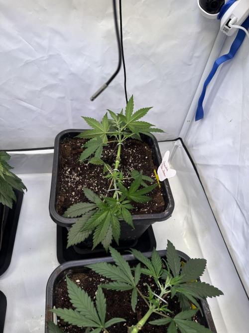 Chocolate Rainbow 1st Mainlining Run. Week 4