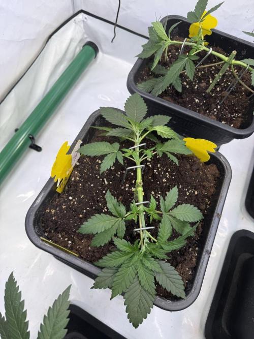 Chocolate Rainbow 1st Mainlining Run. Week 4