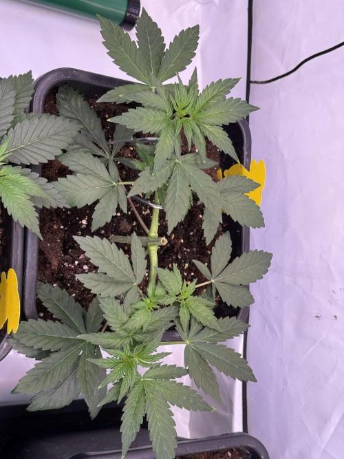 Chocolate Rainbow 1st Mainlining Run. Week 5