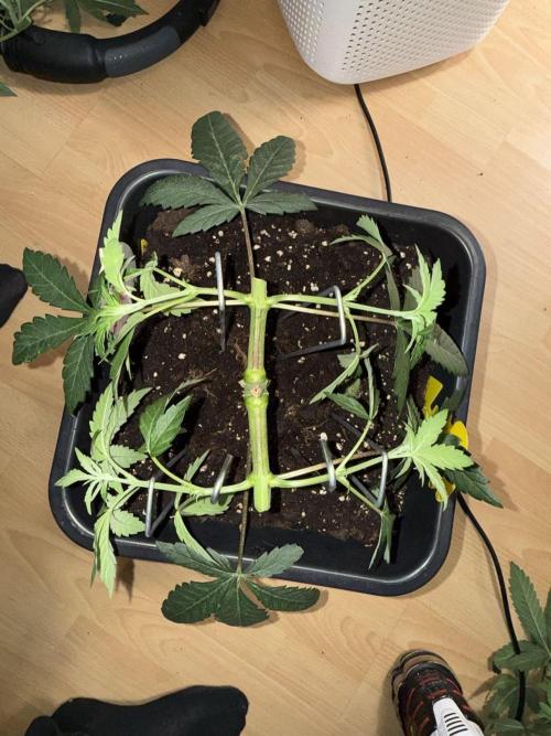 Chocolate Rainbow 1st Mainlining Run. Week 6