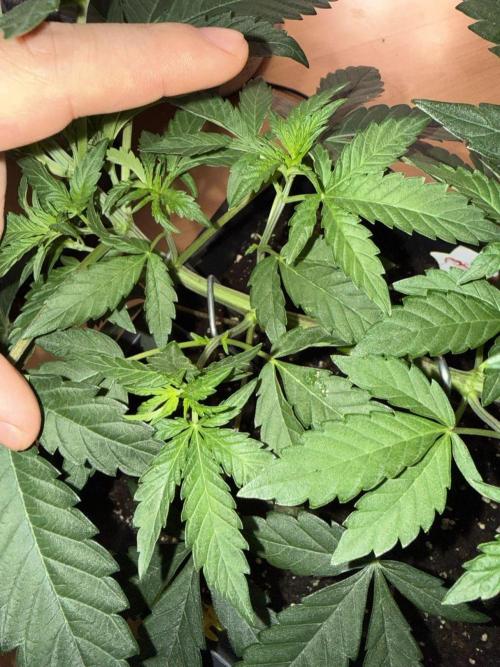 Chocolate Rainbow 1st Mainlining Run. Week 6