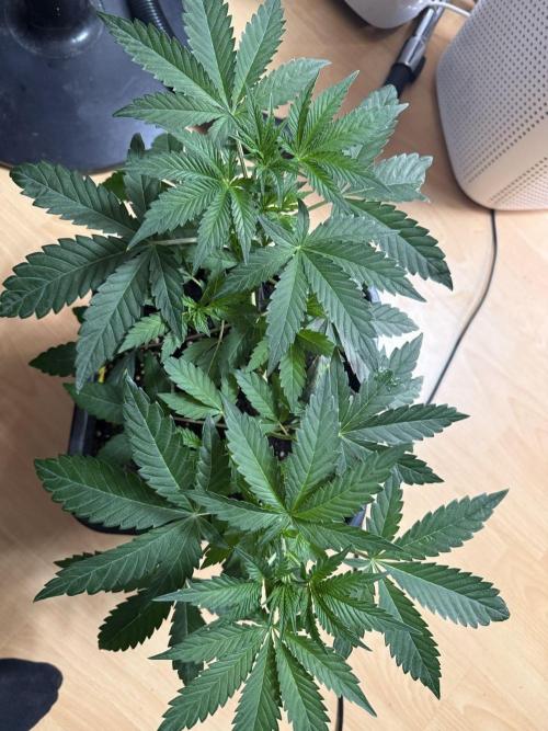 Chocolate Rainbow 1st Mainlining Run. Week 6