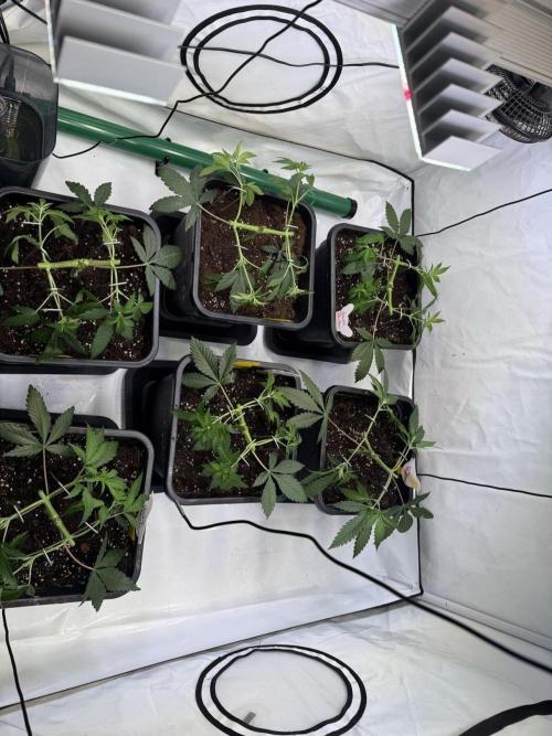 Chocolate Rainbow 1st Mainlining Run. Week 6