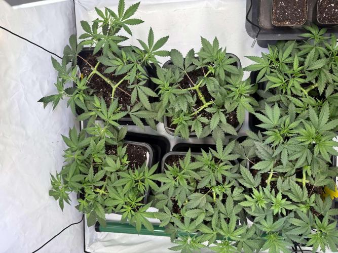 Chocolate Rainbow 1st Mainlining Run. Week 7