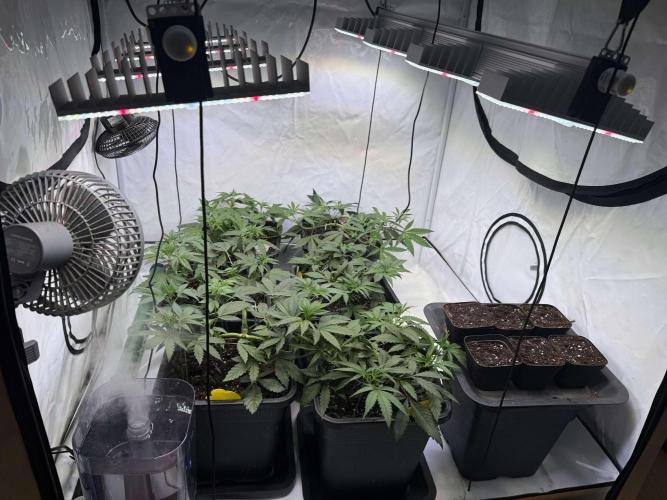 Chocolate Rainbow 1st Mainlining Run. Week 7