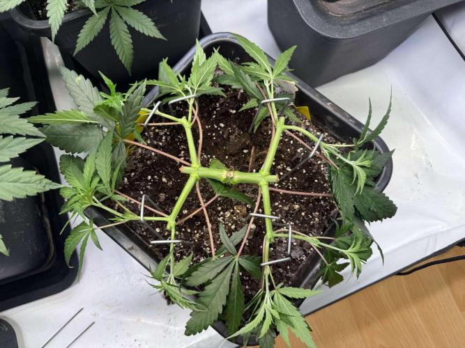 Chocolate Rainbow 1st Mainlining Run. Week 7