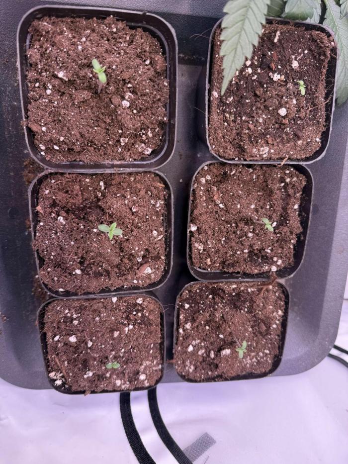 Seriotica (Serious seeds). Week 1