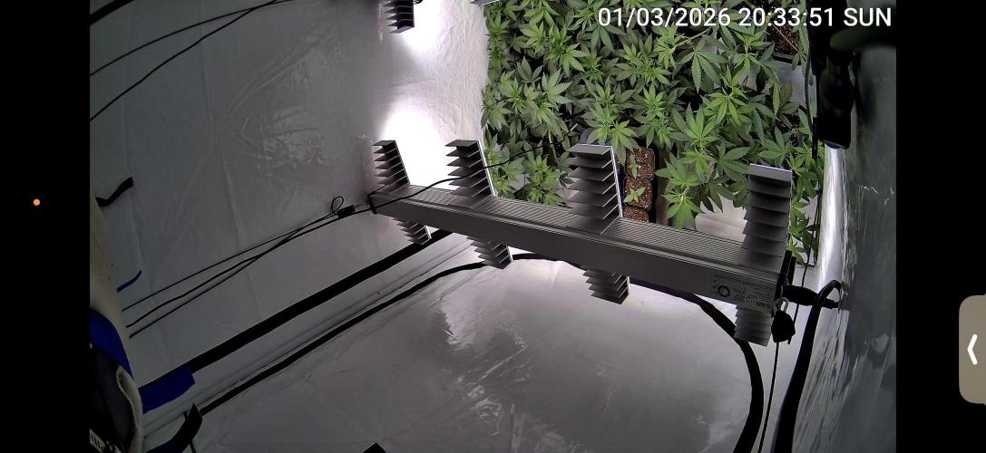 Chocolate Rainbow 1st Mainlining Run. Week 8