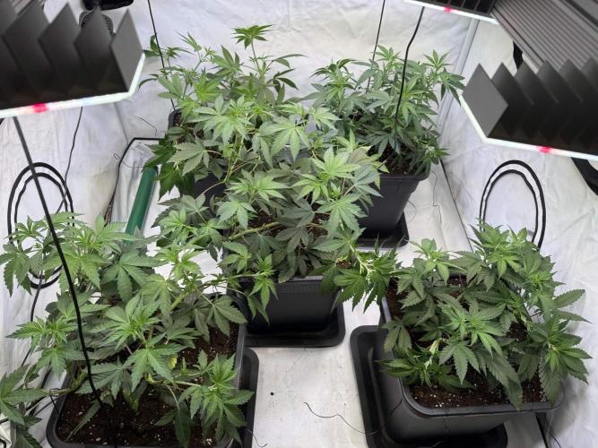 Chocolate Rainbow 1st Mainlining Run. Week 8