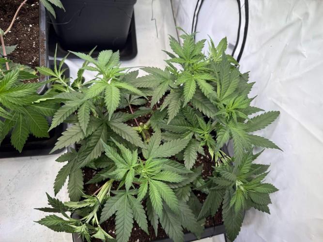 Chocolate Rainbow 1st Mainlining Run. Week 8