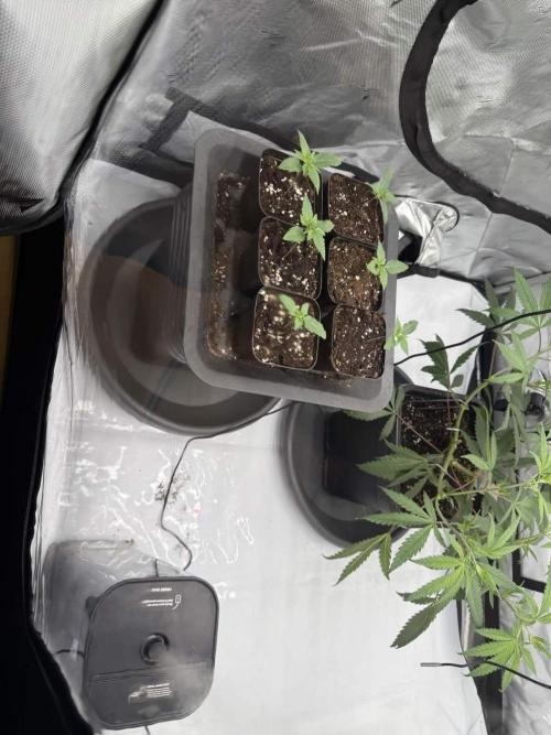 Seriotica (Serious seeds). Week 2
