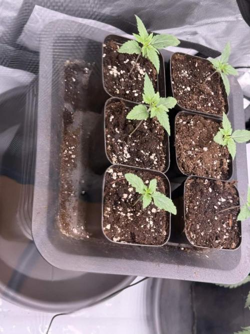 Seriotica (Serious seeds). Week 2