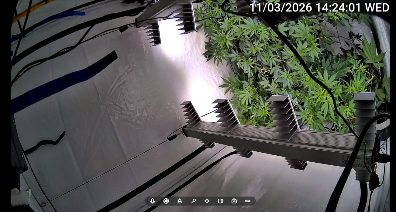 Chocolate Rainbow 1st Mainlining Run. Week 9