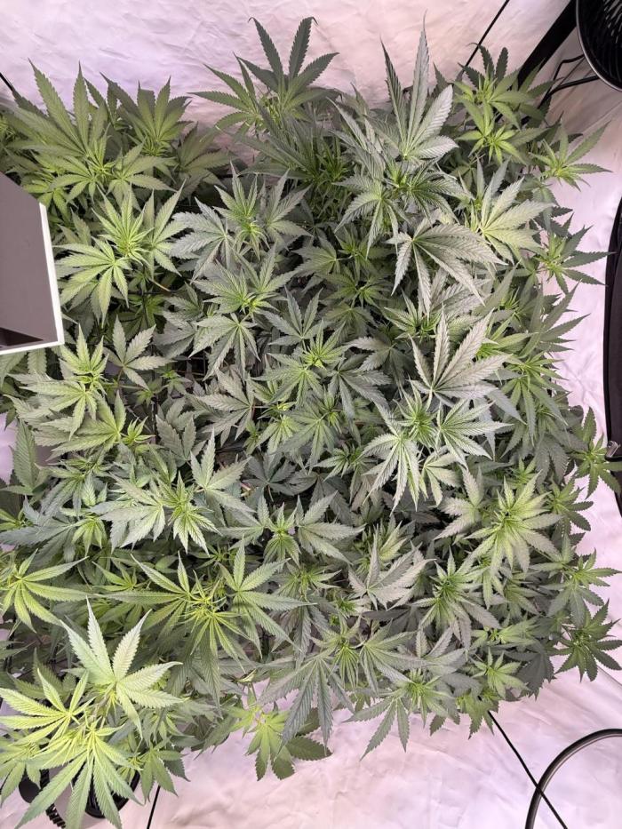 Chocolate Rainbow 1st Mainlining Run. Week 10
