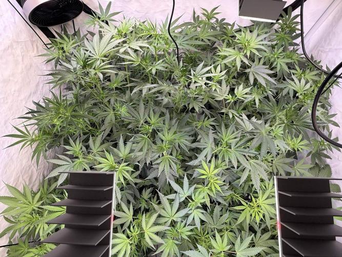Chocolate Rainbow 1st Mainlining Run. Week 11