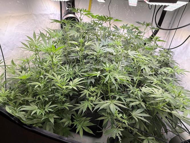 Chocolate Rainbow 1st Mainlining Run. Week 11