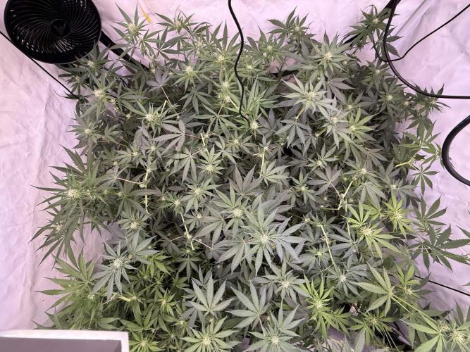 Chocolate Rainbow 1st Mainlining Run. Week 12
