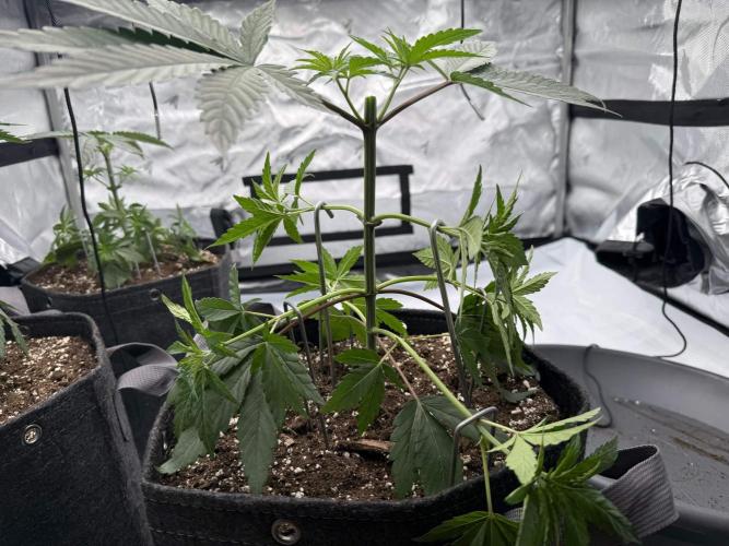 Seriotica (Serious seeds). Week 3