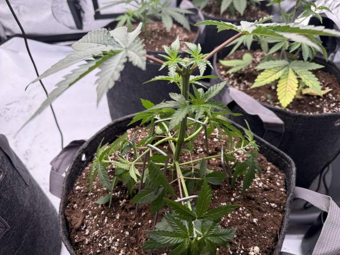Seriotica (Serious seeds). Week 3