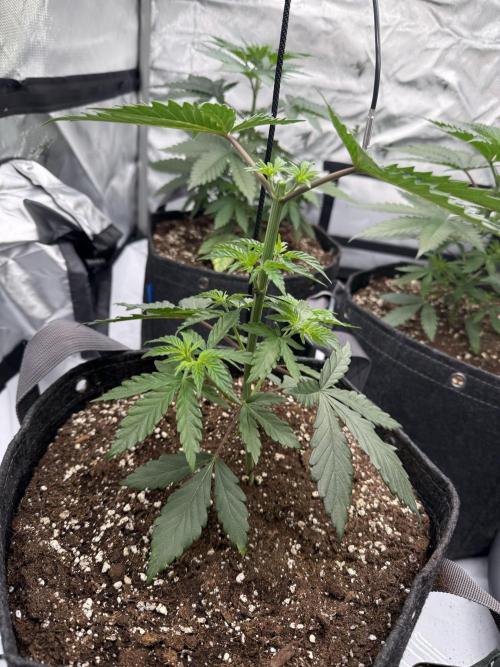 Seriotica (Serious seeds). Week 3