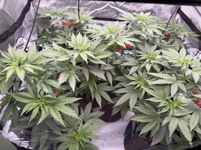 Seriotica. Week 4