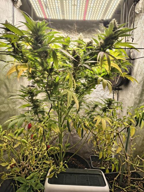 LENNON PYRAMID FOTOPERIODIC. Week 9 - 9 week flowering