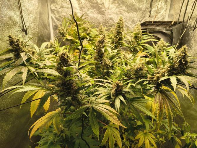 LENNON PYRAMID FOTOPERIODIC. Week 9 - 9 week flowering