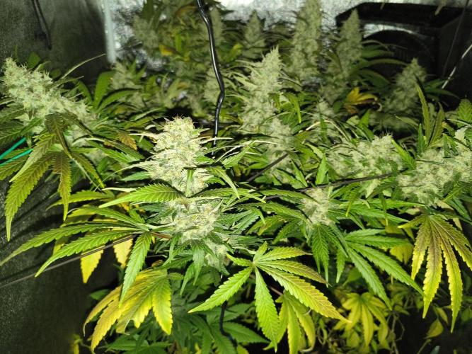 LENNON PYRAMID FOTOPERIODIC. Week 9 - 9 week flowering