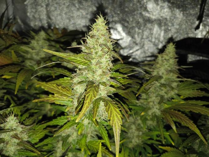 LENNON PYRAMID FOTOPERIODIC. Week 9 - 9 week flowering