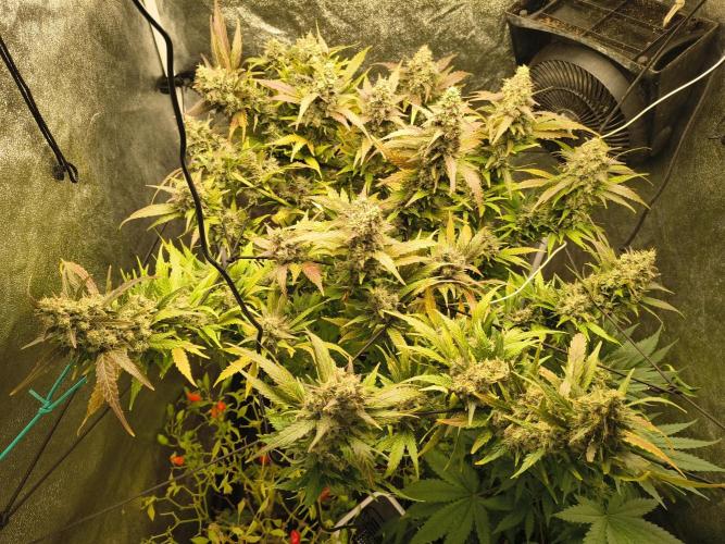 LENNON PYRAMID FOTOPERIODIC. Week 9 - 9 week flowering