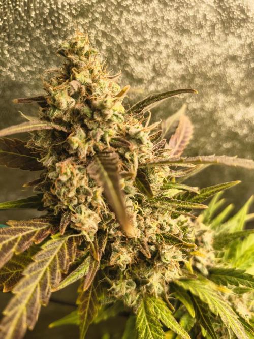 LENNON PYRAMID FOTOPERIODIC. Week 9 - 9 week flowering