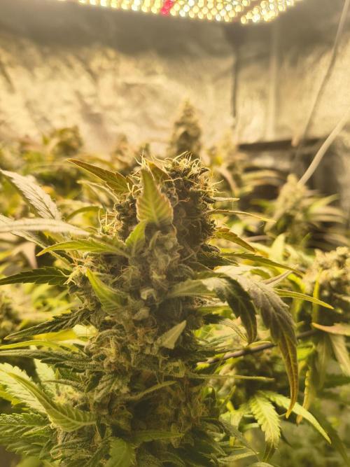 LENNON PYRAMID FOTOPERIODIC. Week 9 - 9 week flowering