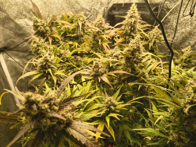 LENNON PYRAMID FOTOPERIODIC. Week 9 - 9 week flowering