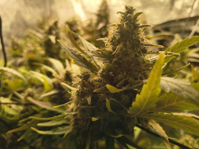 LENNON PYRAMID FOTOPERIODIC. Week 9 - 9 week flowering