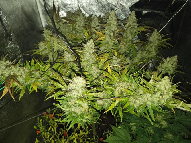 LENNON PYRAMID FOTOPERIODIC. Week 9 - 9 week flowering